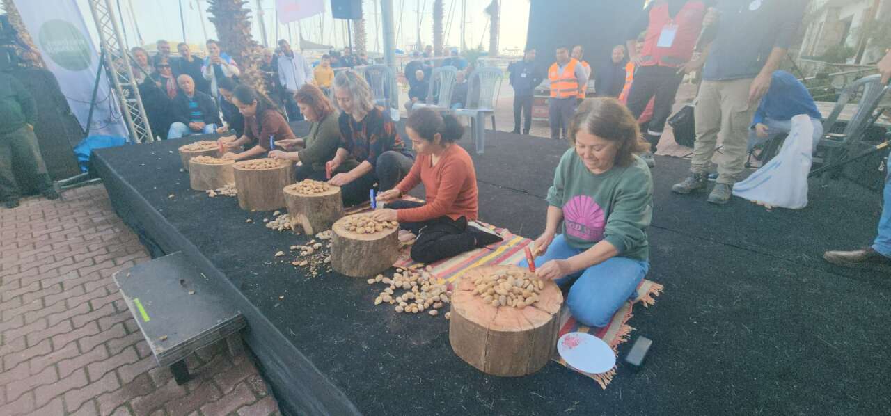 Datça’da “Altın” Ödüllü “ Badem Kırma Yarışması 1